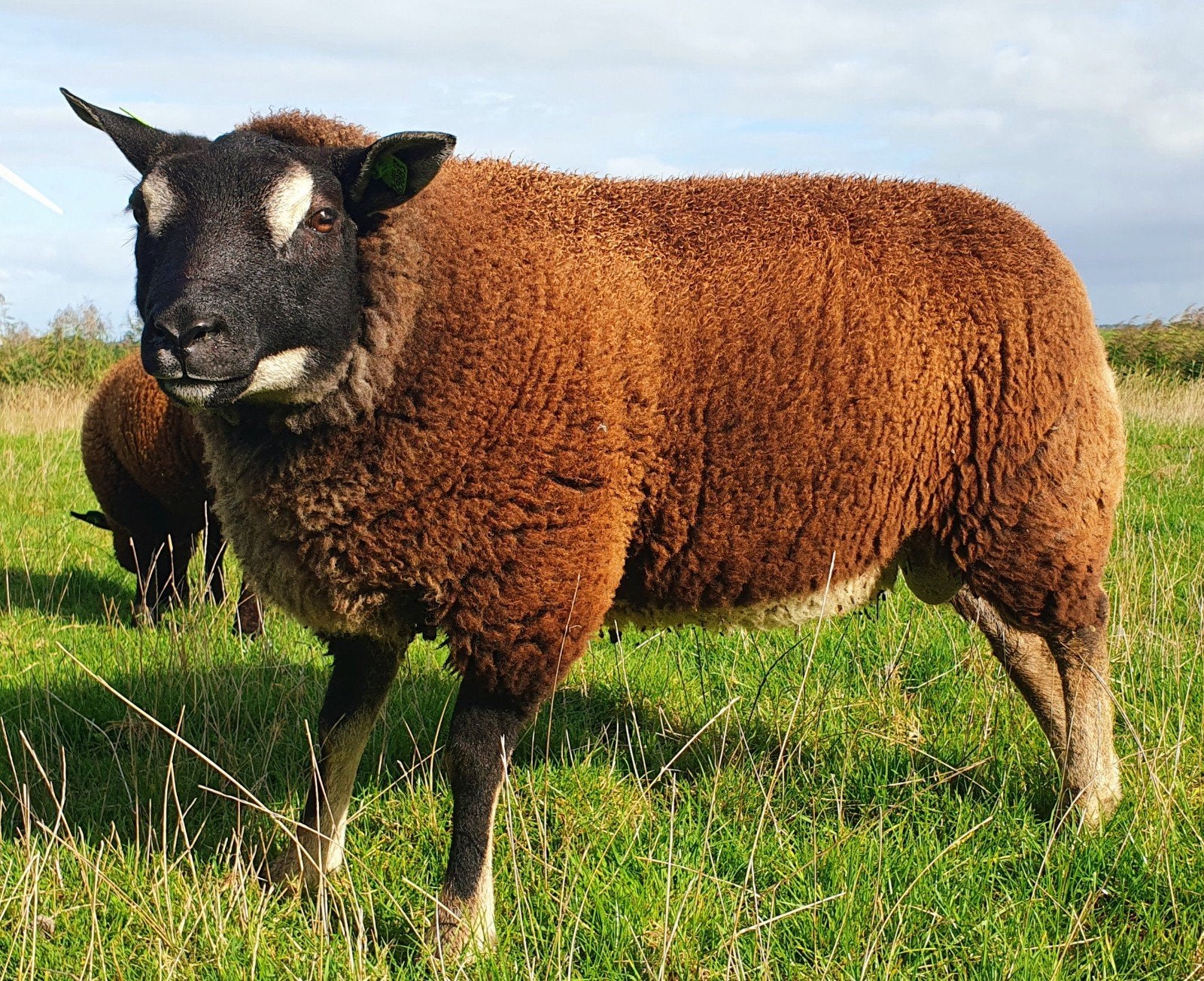 beste dassenkop ram te koop, Dieren en Toebehoren, Mannelijk, Schaap, 0 tot 2 jaar