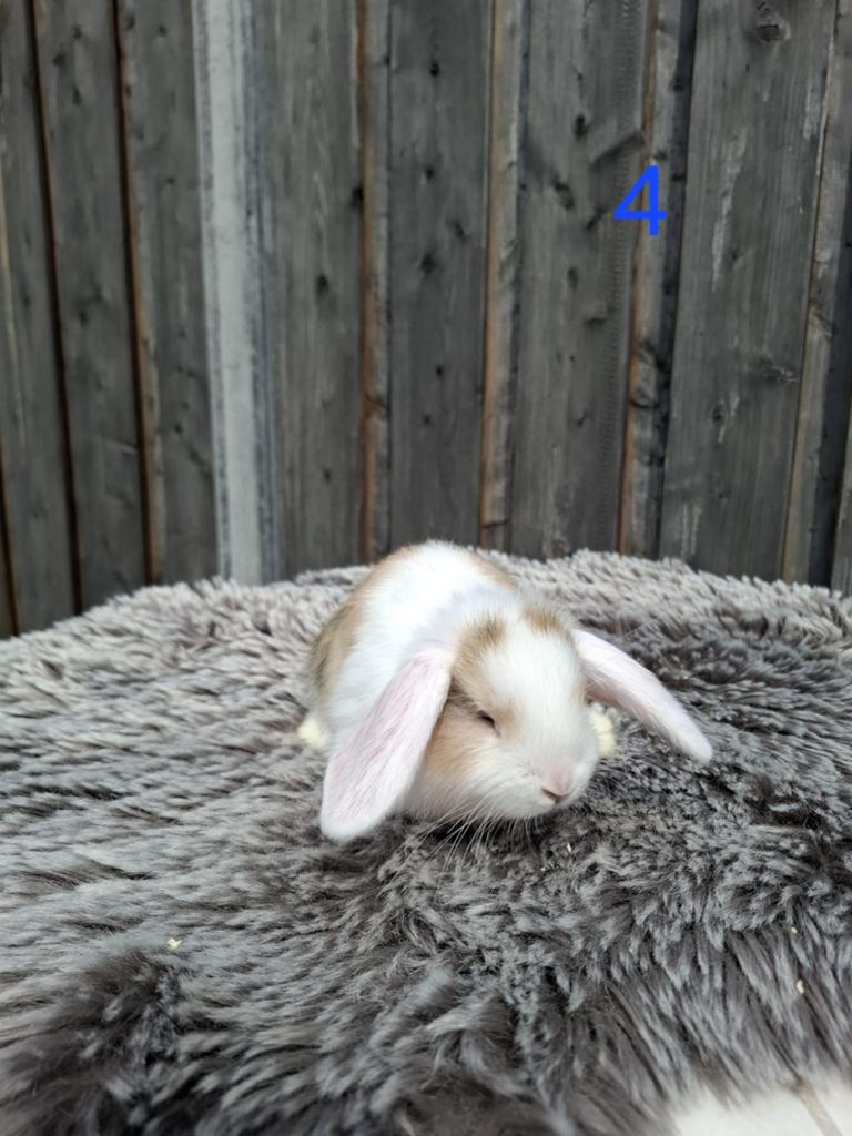Schattig rammetje konijn mini lop x hangoor, Mannelijk, Dwerg, Hangoor, 0 tot 2 jaar