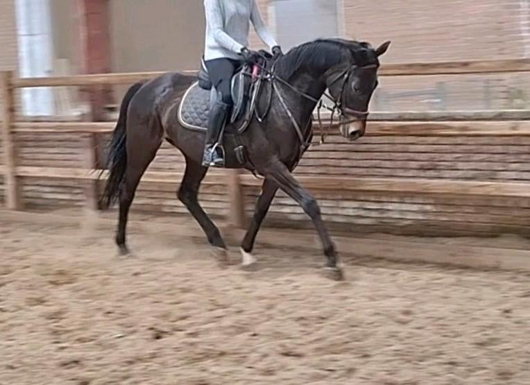 Brave 7 jr allrounder 1,62 (recreatie-manege-sport), Merrie, 7 tot 10 jaar, 160 tot 165 cm, Recreatiepaard