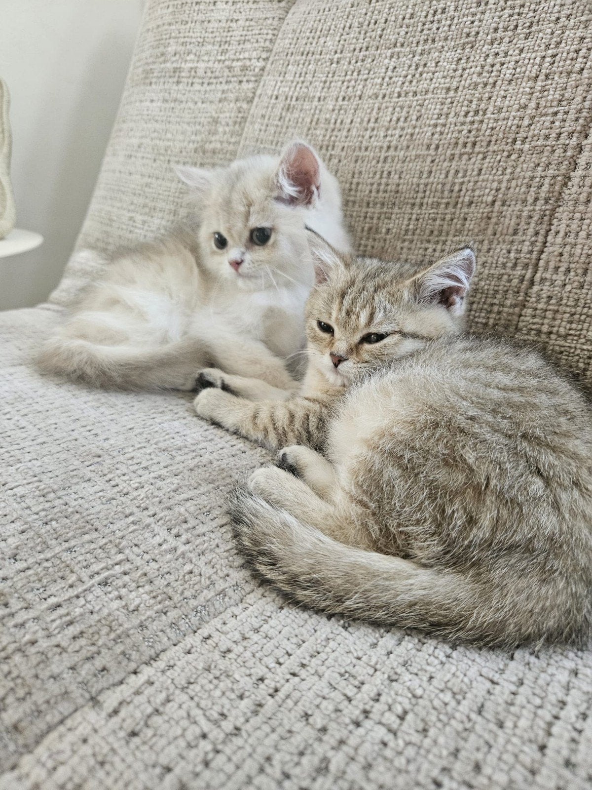 Prachtige raszuivere britse korthaar kittens, Dieren en Toebehoren, Meerdere dieren, Ontwormd, 0 tot 2 jaar