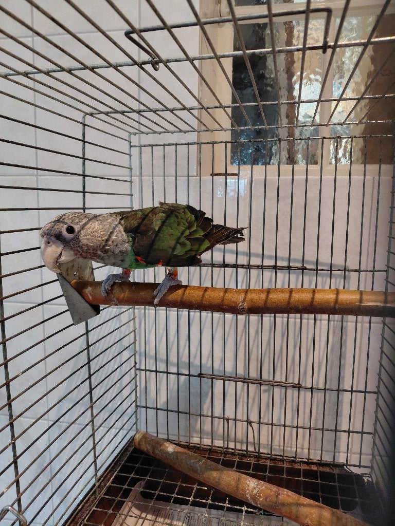 Kaapse papegaai en een..., Dieren en Toebehoren, Mannelijk, Papegaai, Geringd