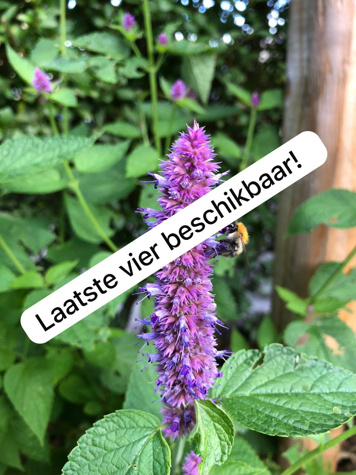 Biologische Dropplant / Agastache foeniculum stekken, Volle zon, Vaste plant, Zomer, Ophalen