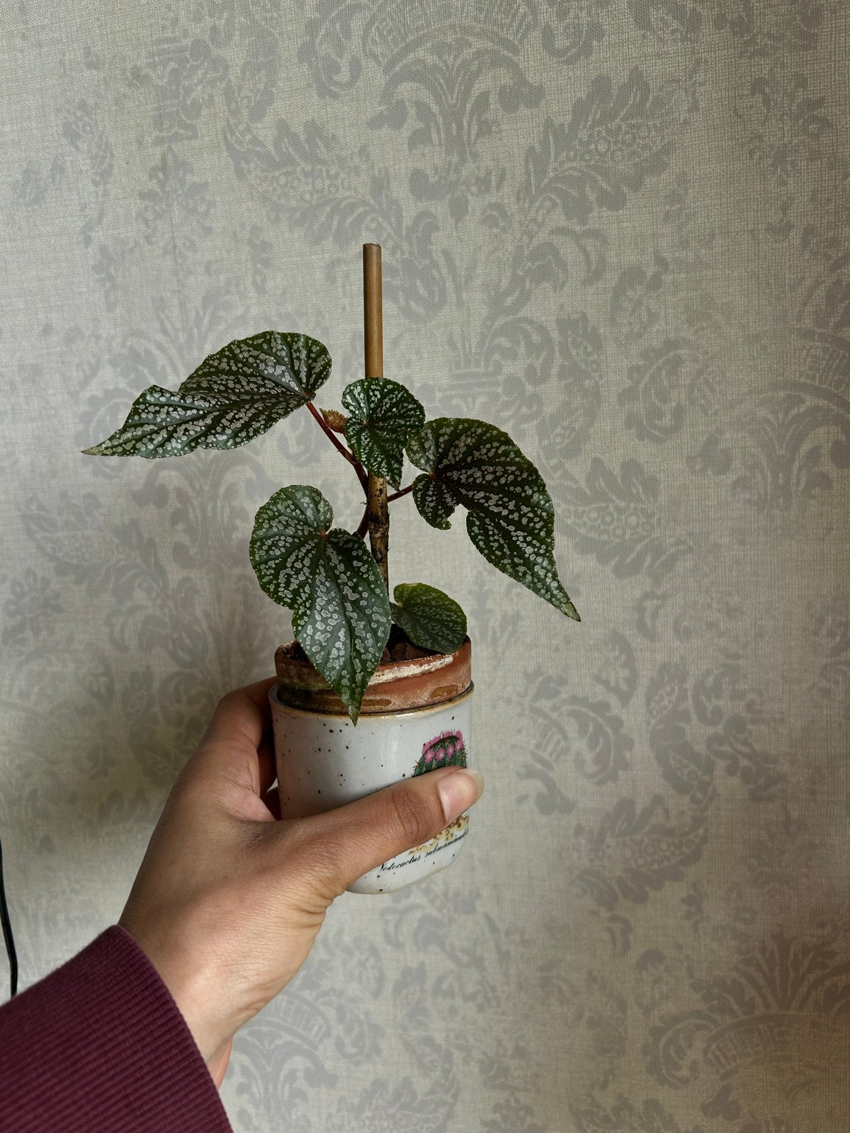 Begonia Maculata 'Pink Spot' - Unieke Kamerplant, Ophalen, Overige soorten, Halfschaduw, Minder dan 100 cm