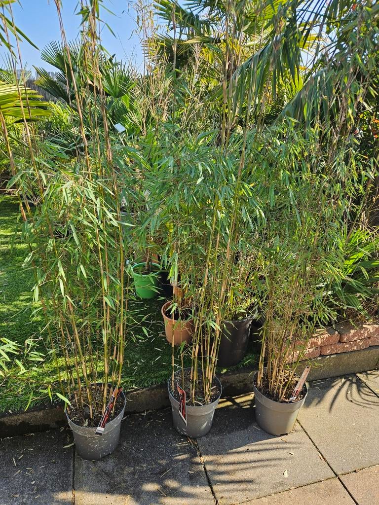 Bamboe NIET woekerend Fargesia SP. Jiuzahaigou nr 1, Tuin en Terras, Planten | Tuinplanten, Ophalen of Verzenden, Bloeit niet