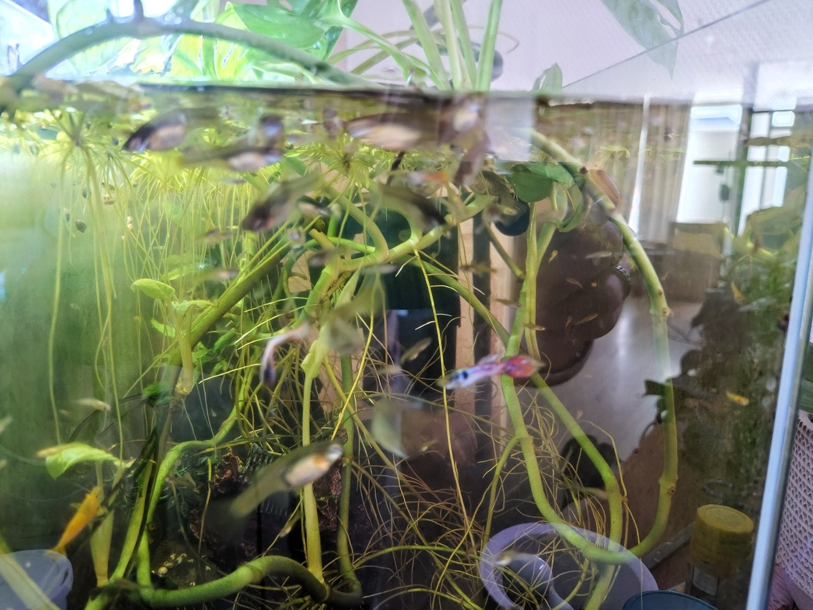 Guppen, blauwe garnalen, Jonge Valisneria, Javavaren, Vis