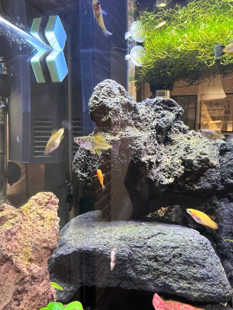 Mooie jonge platy’s en zwaarddragers, Dieren en Toebehoren, Vis, Zoetwatervis, Schoolvis