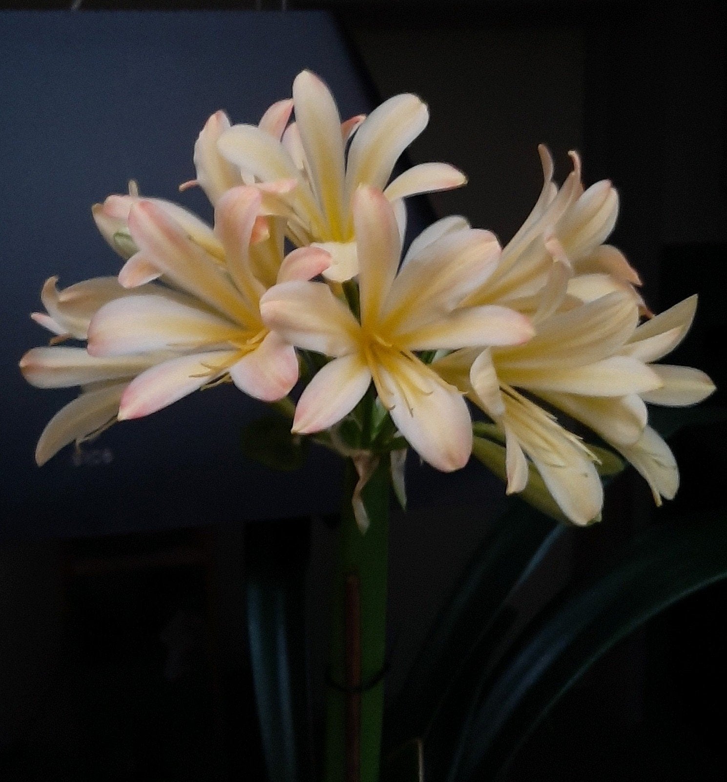 Clivia stekplant,  Apple Blossom x four Marys, Bloeiende kamerplant, Ophalen of Verzenden, Volledige schaduw, Minder dan 100 cm