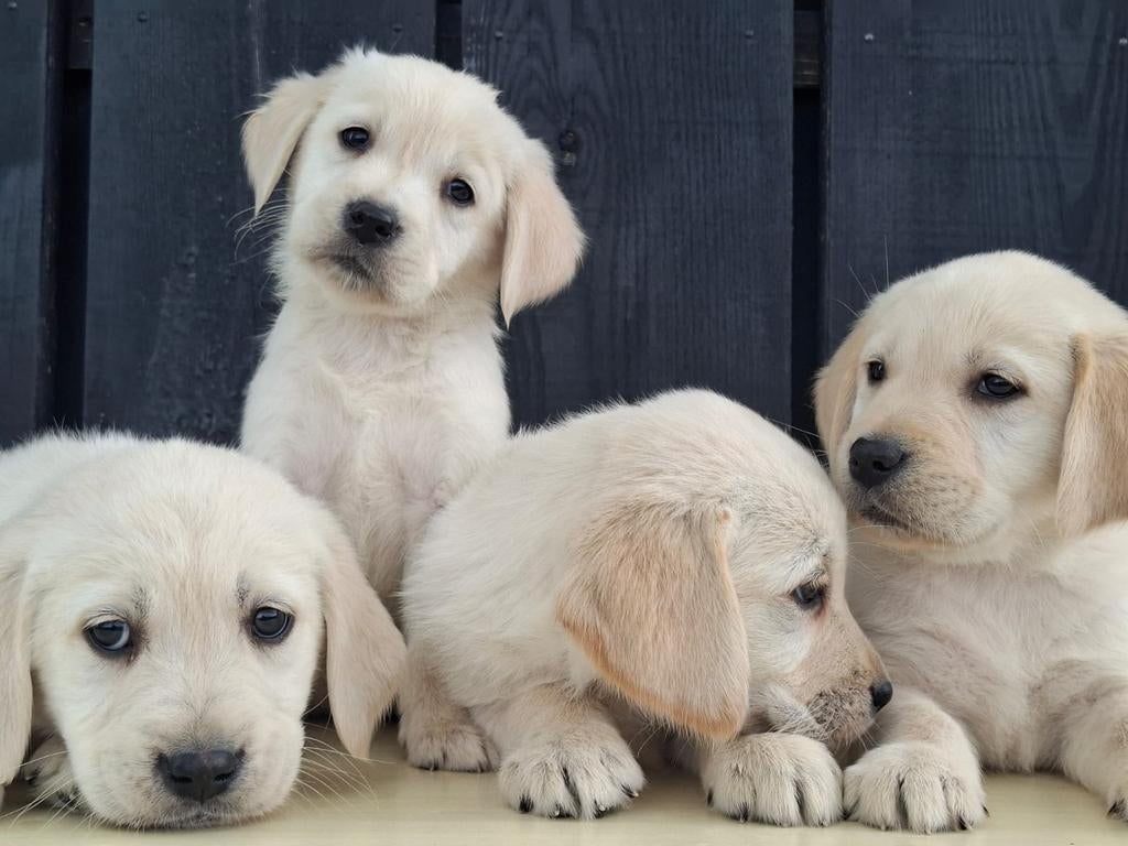 Schitterende golden retriever x labrador pups., Dieren en Toebehoren, Parvo, 8 tot 15 weken, Labrador retriever, Meerdere