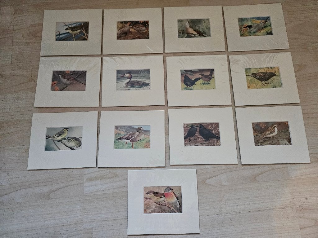 13 vogelprentjes met passse partout, Ophalen of Verzenden, Voor 1940, Overige onderwerpen