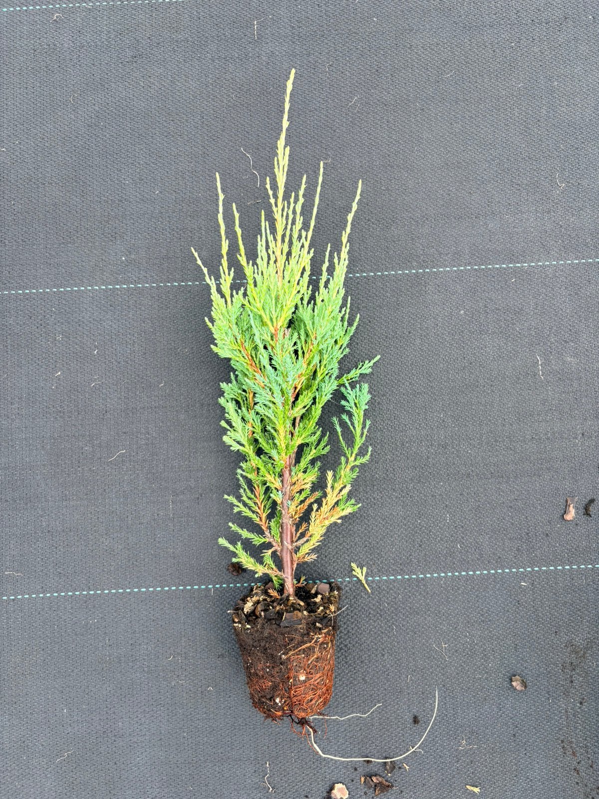 juniperus scopulorum 'blue arrow', Ophalen of Verzenden, Overige soorten, Volle zon