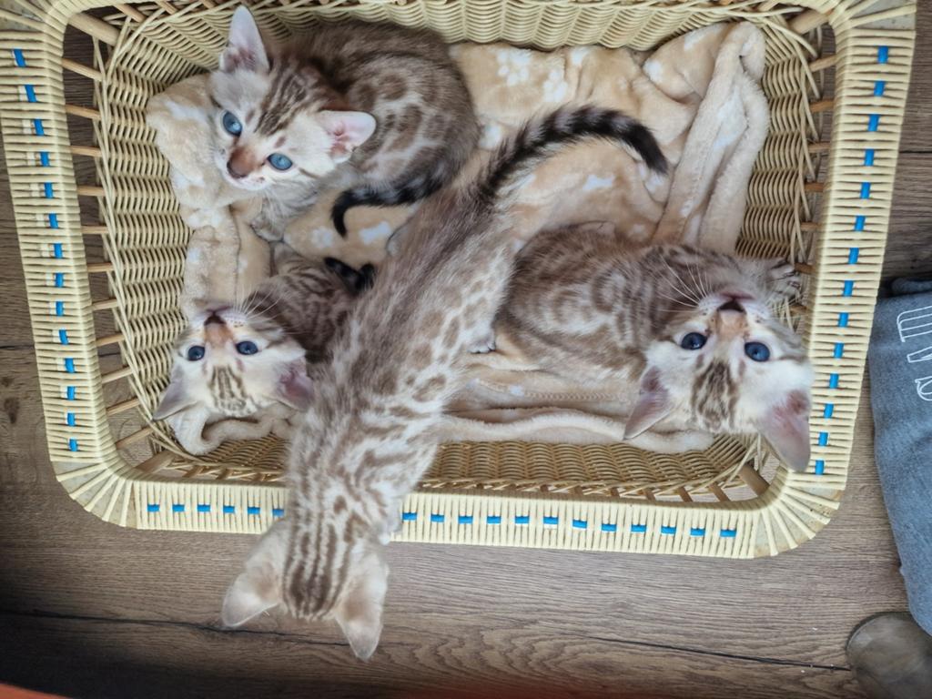 Bengal kittens met schitterende glittervacht, Meerdere dieren
