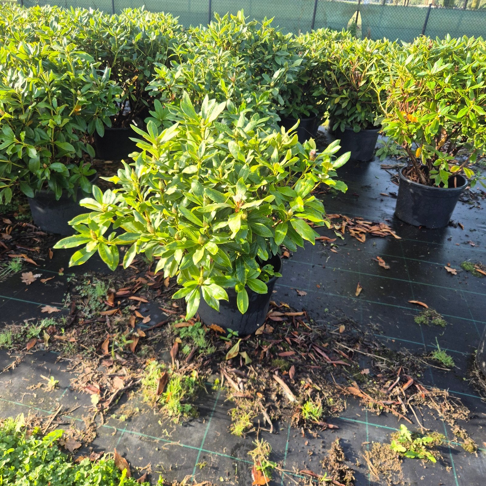 Rhododendron Wit Cunningham's White 80-100, Ophalen of Verzenden, Rhododendron, Struik, Minder dan 100 cm