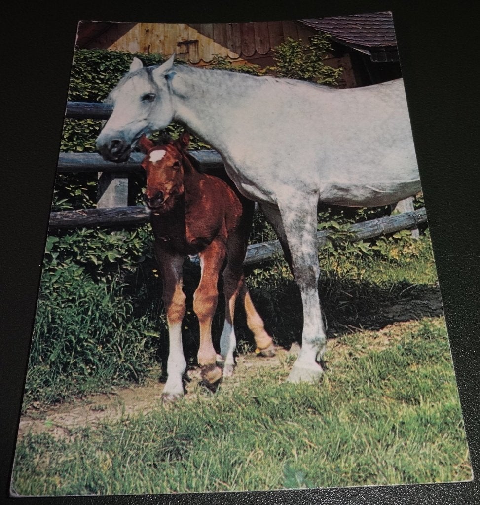 Paarden - Veulen beschermen - KHo04, Verzamelen, Verzenden, 1980 tot heden, Gelopen, Paard