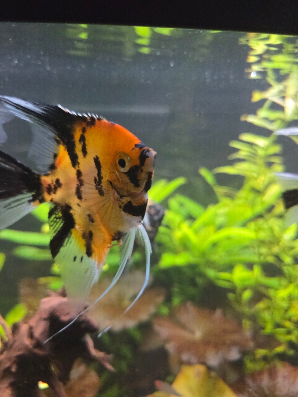pterophyllum scalares, Dieren en Toebehoren, Vis, Zoetwatervis