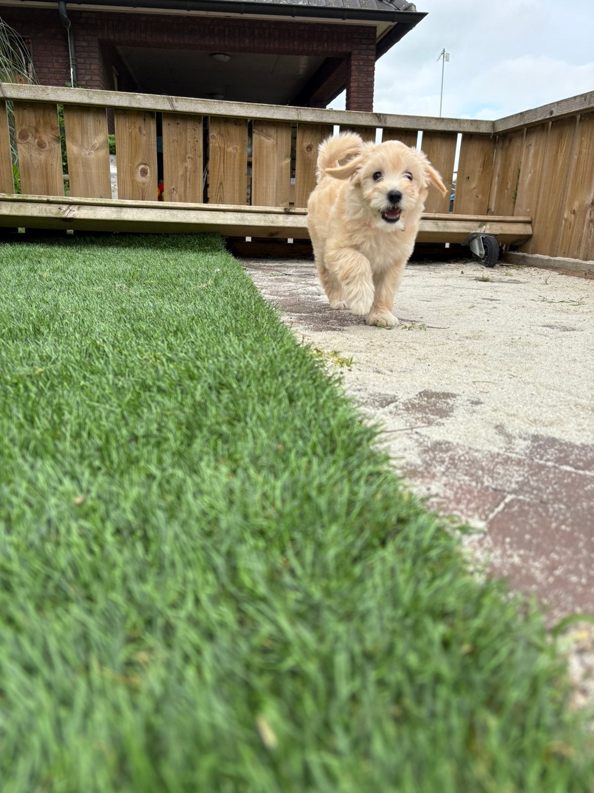 Maltipoo pups, Parvo, Overige rassen, 8 tot 15 weken, Meerdere