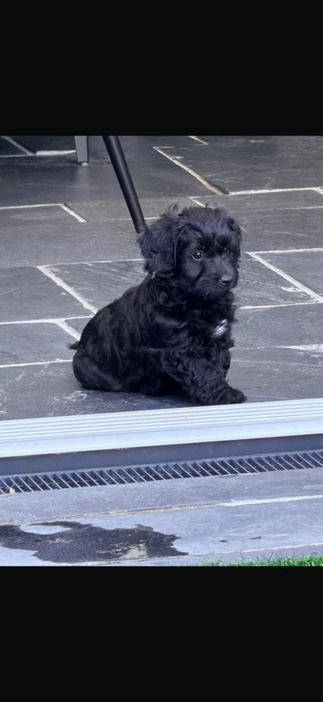 Maltipoo pups, Parvo, Reu, 8 tot 15 weken, Meerdere