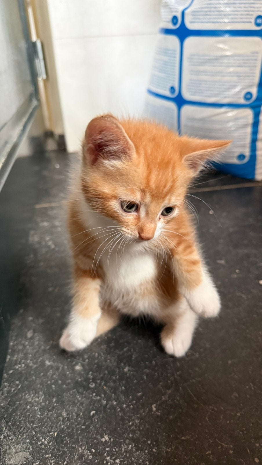 Boerderijkittens supertam en zindelijk, Dieren en Toebehoren, Meerdere dieren, Ontwormd, 0 tot 2 jaar