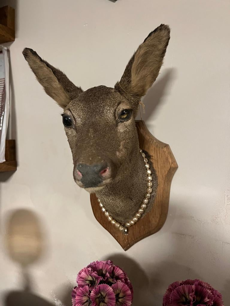 Hert taxidermie, Gebruikt, Ophalen of Verzenden, X, X