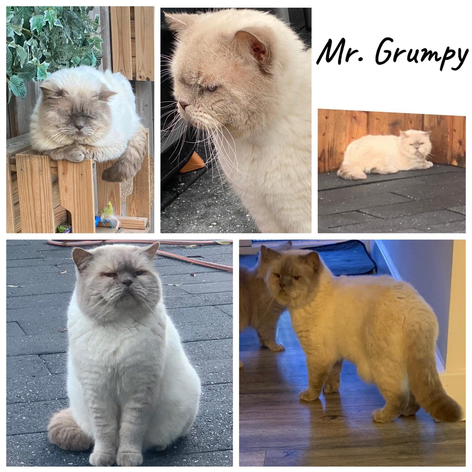 Dekkater  zoekt een goed huisje  graag goed lezen eerst!!!, Kater, Met stamboom, 6 jaar of ouder