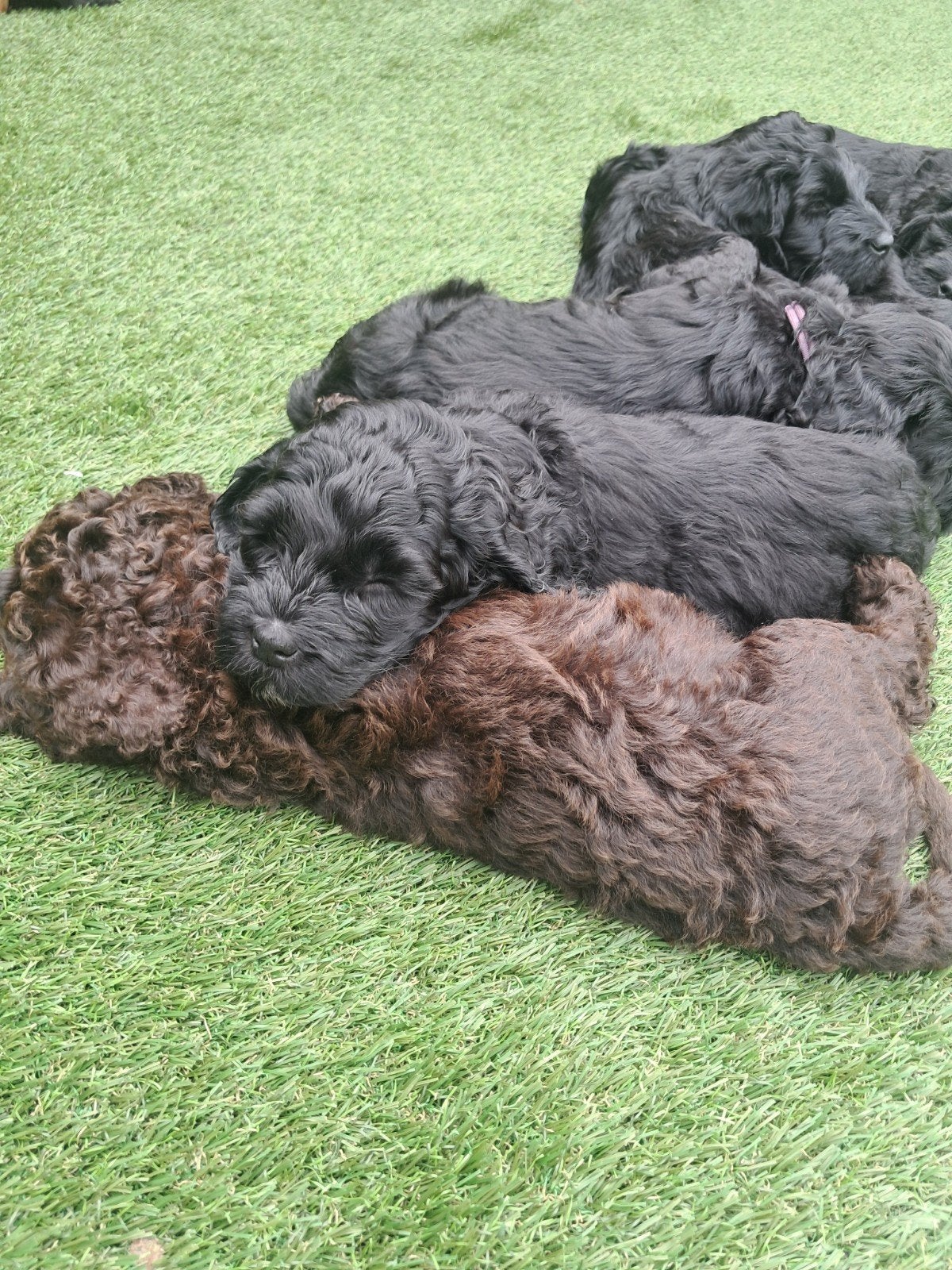 Prachtige lieve Australian Labradoodle alf1 pups, Dieren en Toebehoren, Overige rassen, 8 tot 15 weken, Meerdere, Meerdere dieren