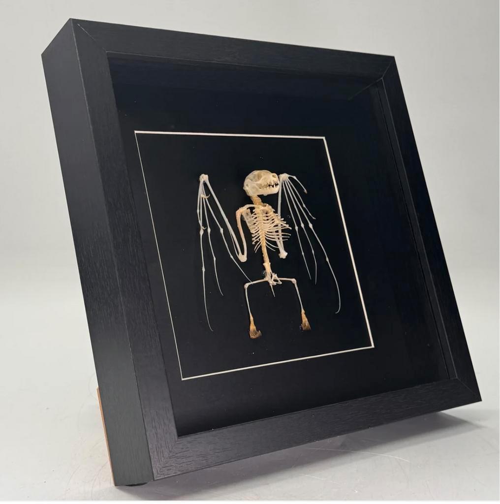 Vleermuis skelet in luxe lijst  25x25 vm, Verzamelen, Dierenverzamelingen, Ophalen of Verzenden, Nieuw, Overige soorten, Schedel