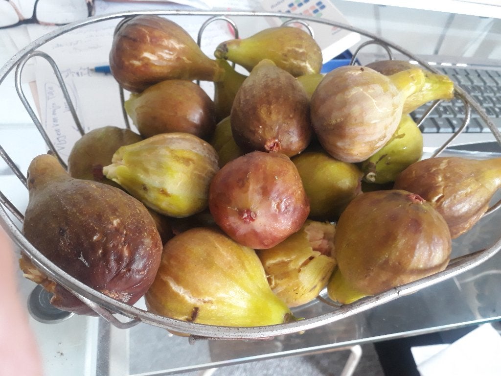 heerlijke vrese vijgen van mijn boom, Ophalen of Verzenden, Minder dan 100 cm, Vijgenboom