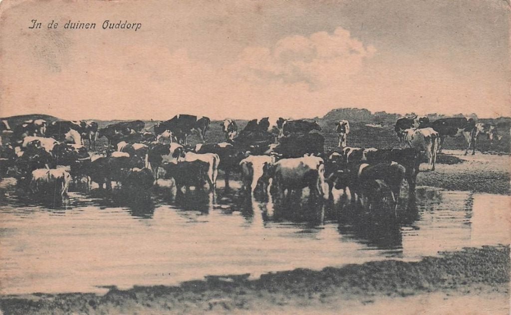 703-075-037 In de Duinen Ouddorp, Verzamelen, Ansichtkaarten | Nederland, Verzenden, Voor 1920, Zuid-Holland
