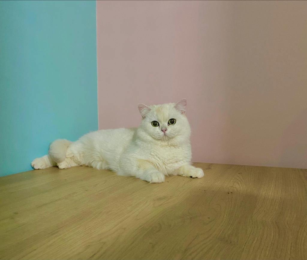 Exclusieve British Shorthair NS11 Kater, Kater, Met stamboom, 0 tot 2 jaar