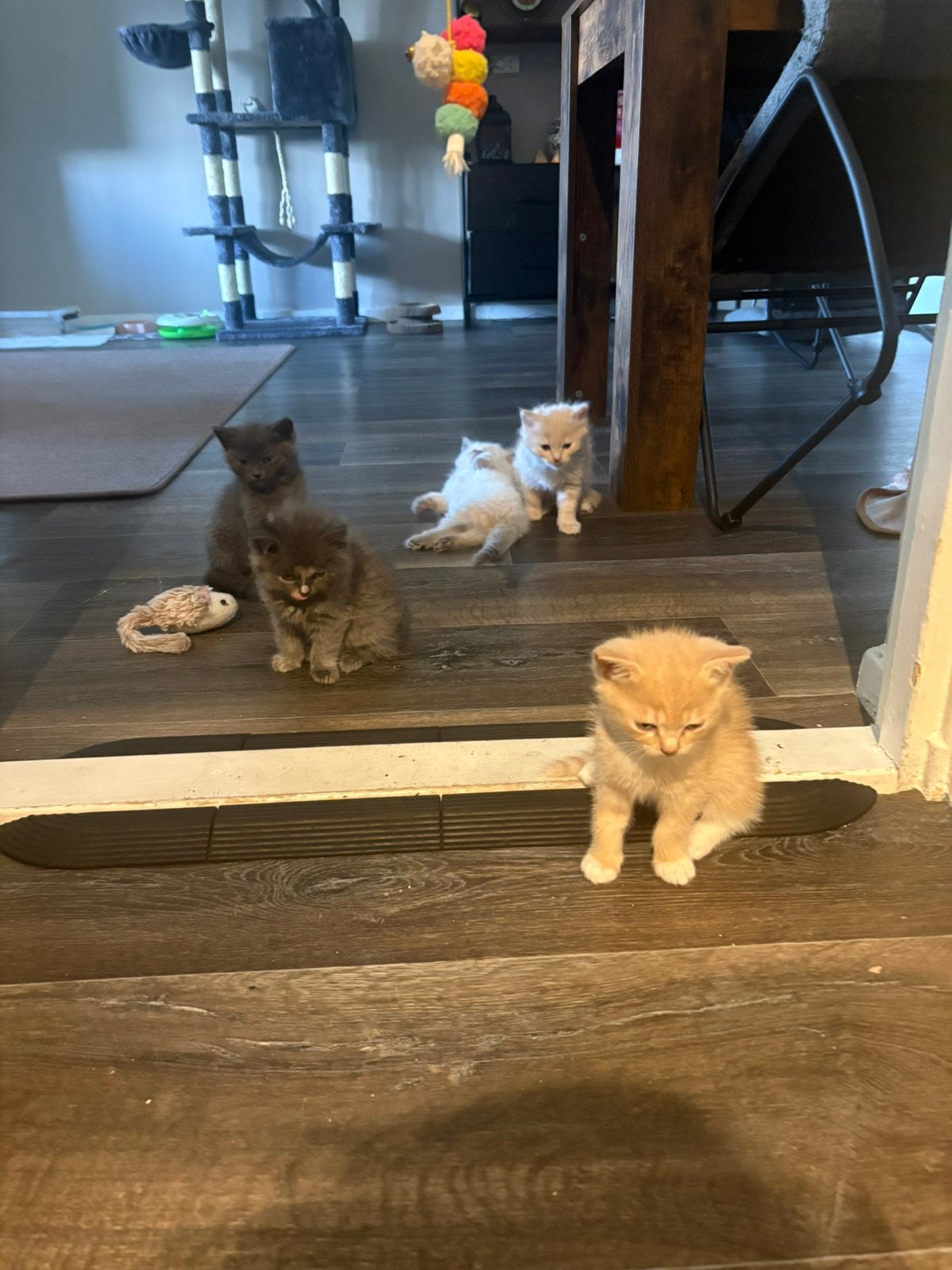 Kittens, Meerdere dieren, Ontwormd