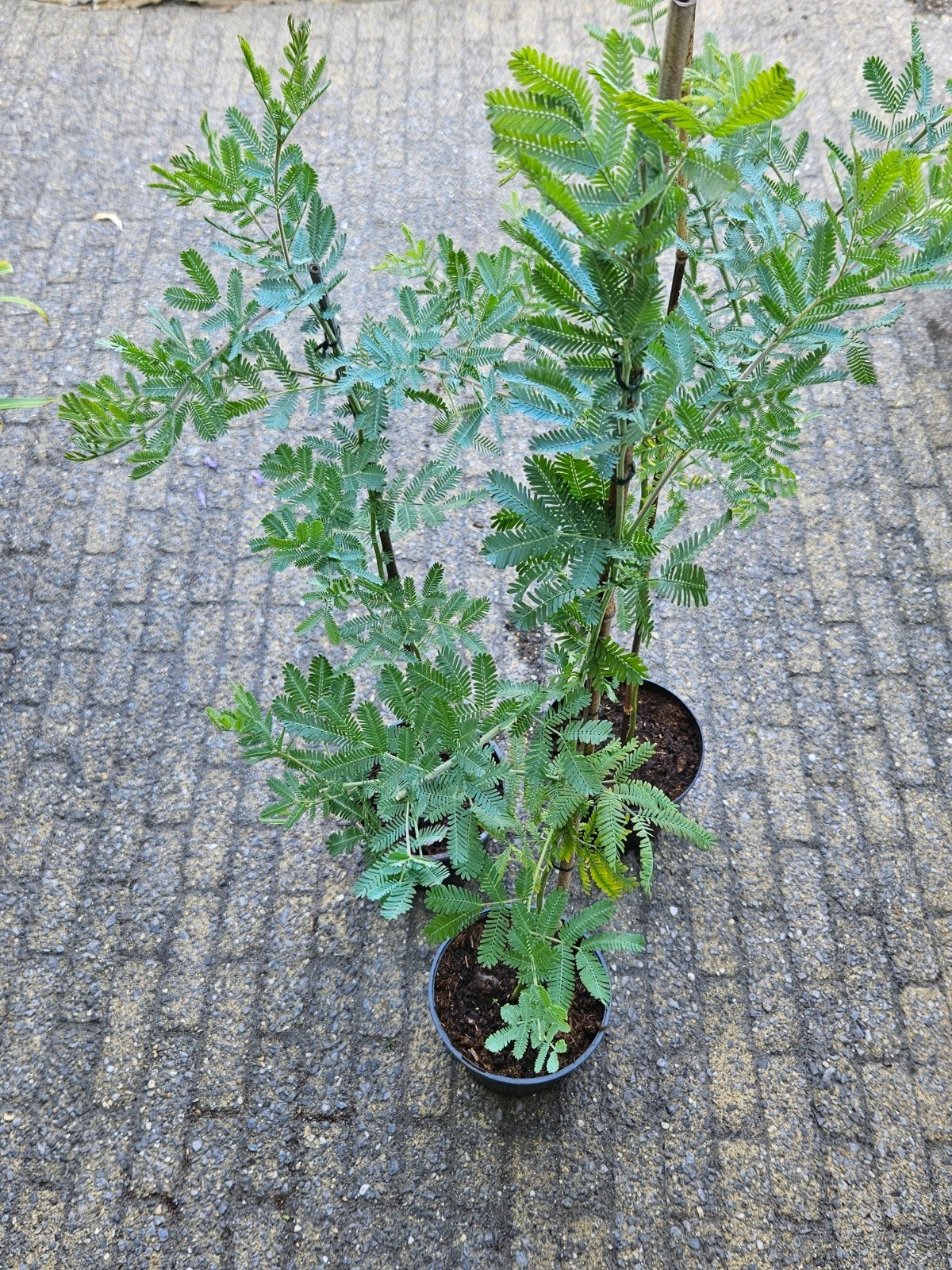 Mimosa de echte. Acacia bayleana., Ophalen, Overige soorten, Minder dan 100 cm