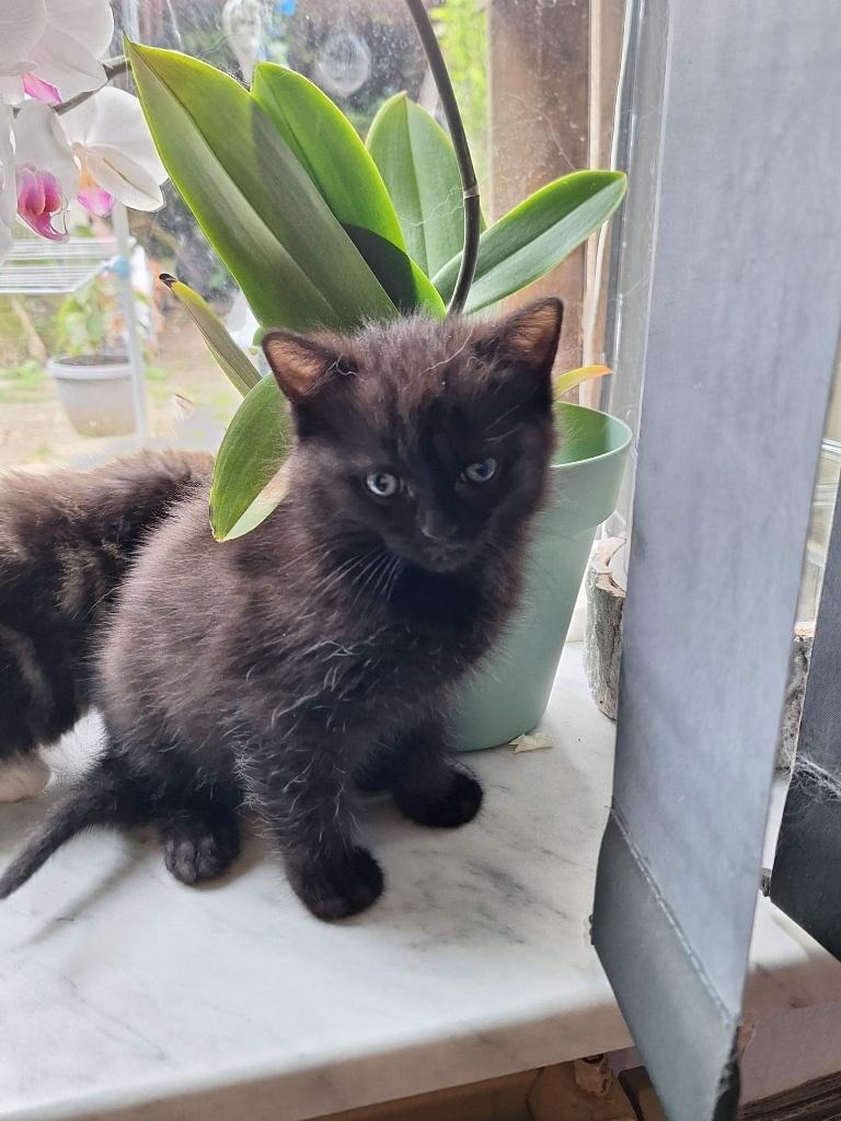 Mooie kitten, Meerdere dieren, Kortharig, 0 tot 2 jaar