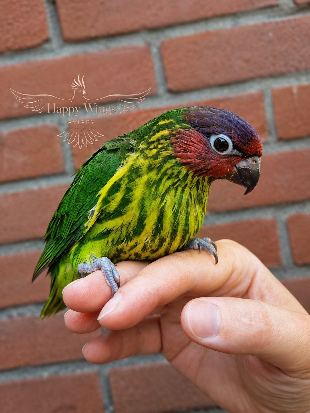 ZELDZAAM - Zeer Tamme Viooltjeslori, Dieren en Toebehoren, Vogels | Parkieten en Papegaaien, Mannelijk, Papegaai, Pratend