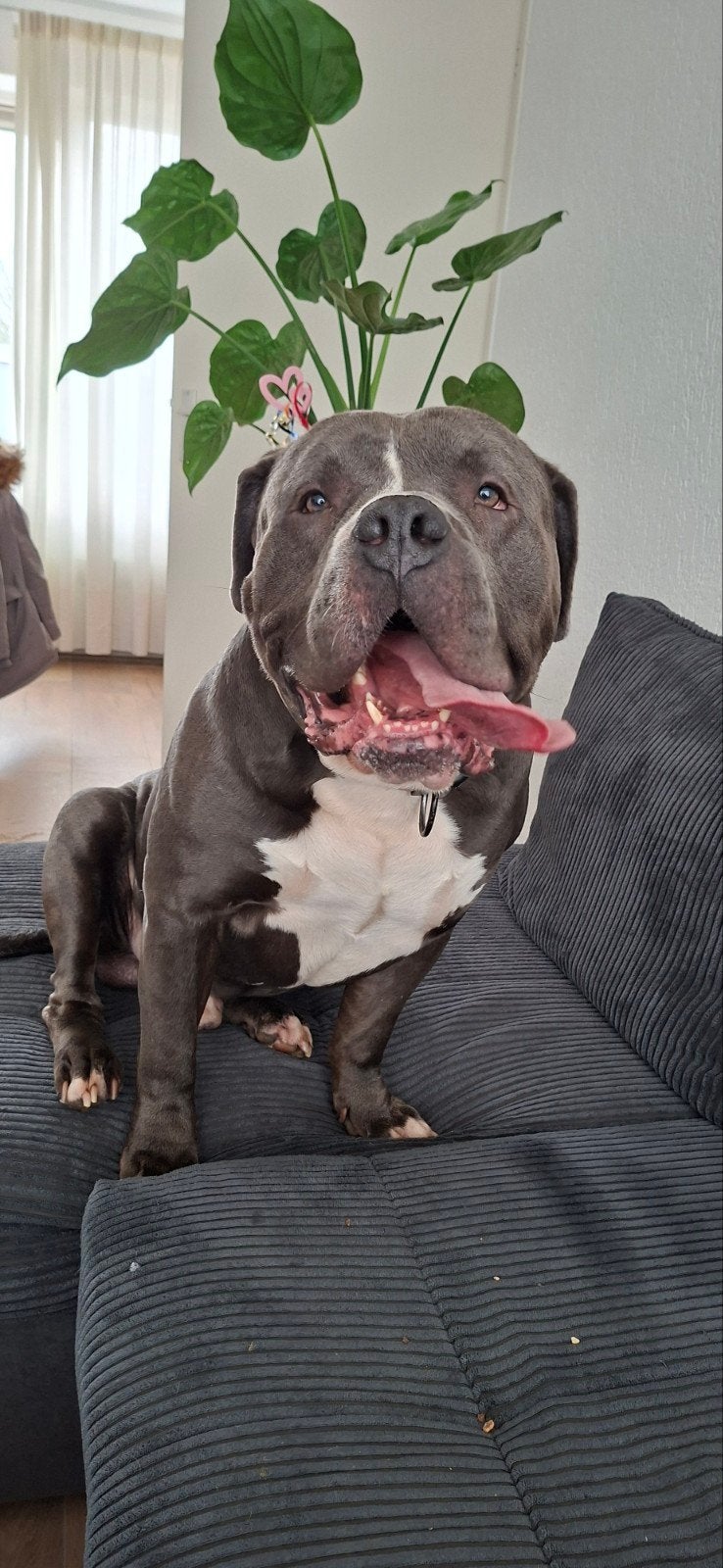 American bully xl, HCC (leverziekte), Reu, Eén hond, 3 tot 5 jaar