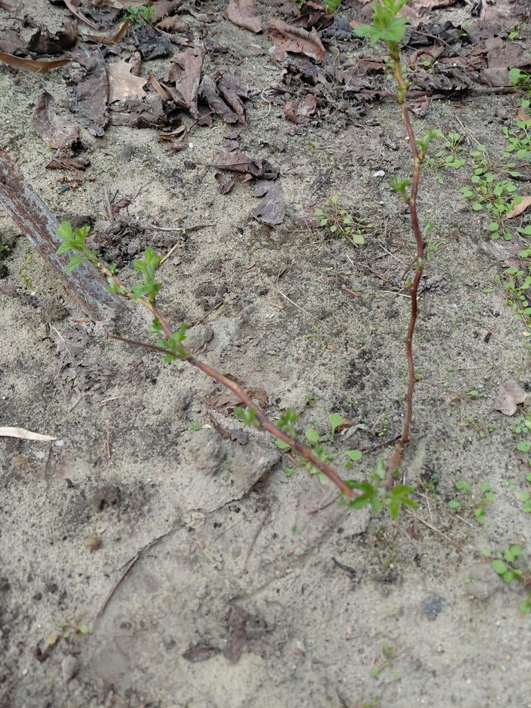 Frambozenplantje - Jonge Rubus idaeus, Tuin en Terras, Planten | Tuinplanten, Ophalen of Verzenden, Volle zon