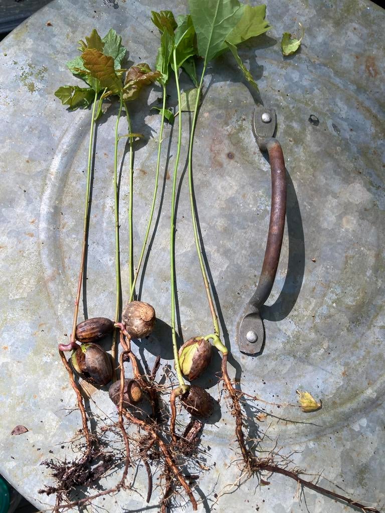 Jonge ,ontkiemde eiken stekjes,+/- 500., Tuin en Terras, Planten | Bomen, Ophalen of Verzenden