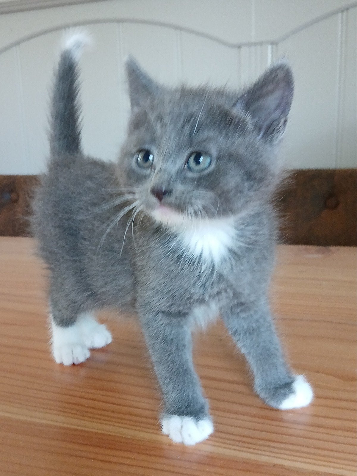Kittens, moeder is een kruising Noorse boskat., Kater