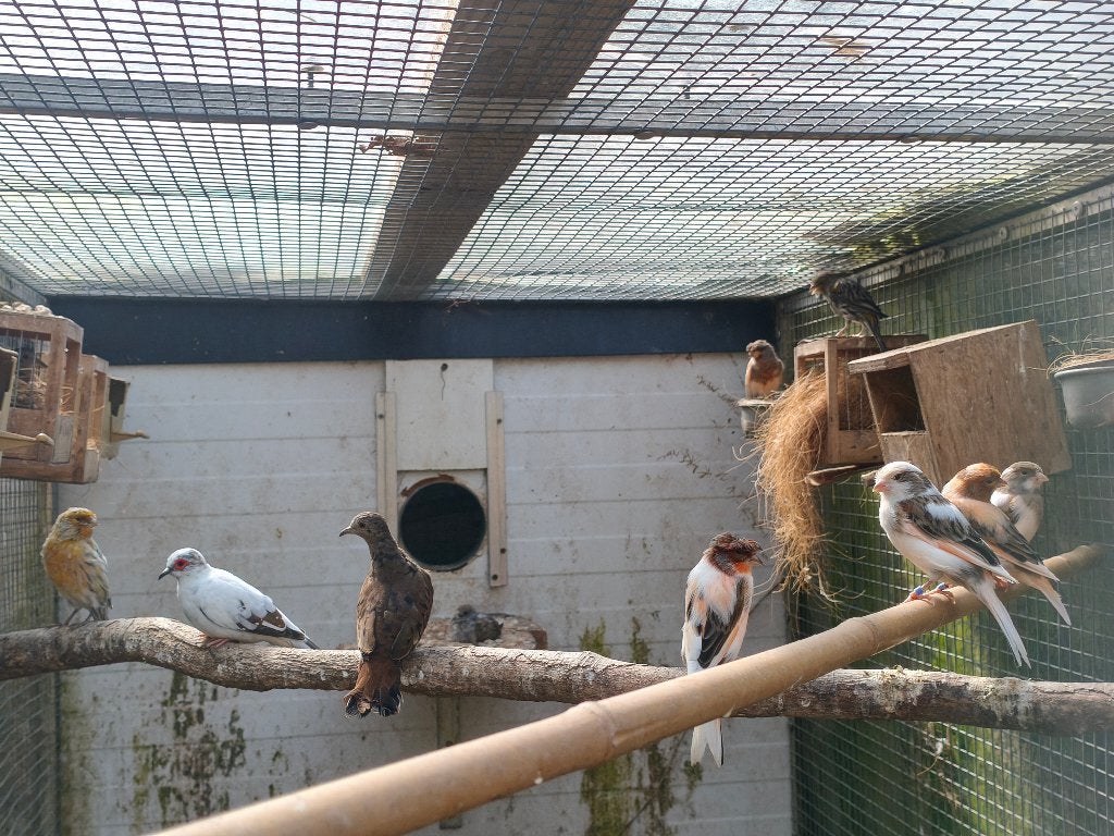 echte portugese harlekijn kanaries, Dieren en Toebehoren, Vogels | Kanaries, Meerdere dieren, Kleurkanarie