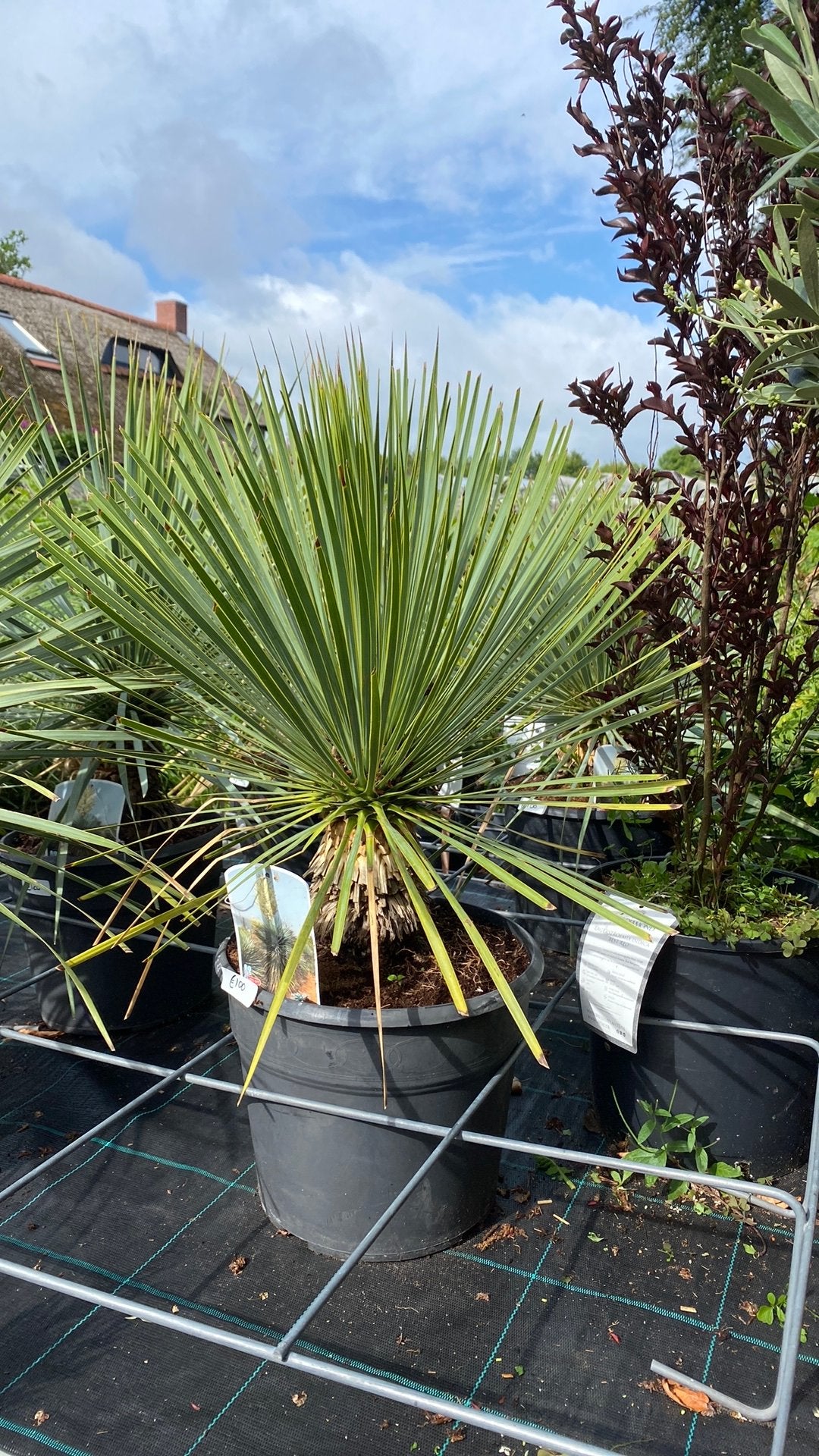 Yucca Rostrata - Winterharde Palmlelie, Volle zon, Vaste plant, Zomer, Ophalen