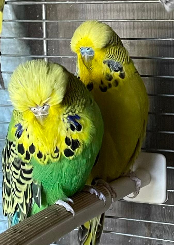 Mooi engels drie broedrijp grasparkieten te koop, Dieren en Toebehoren, Vogels | Kanaries, Meerdere dieren