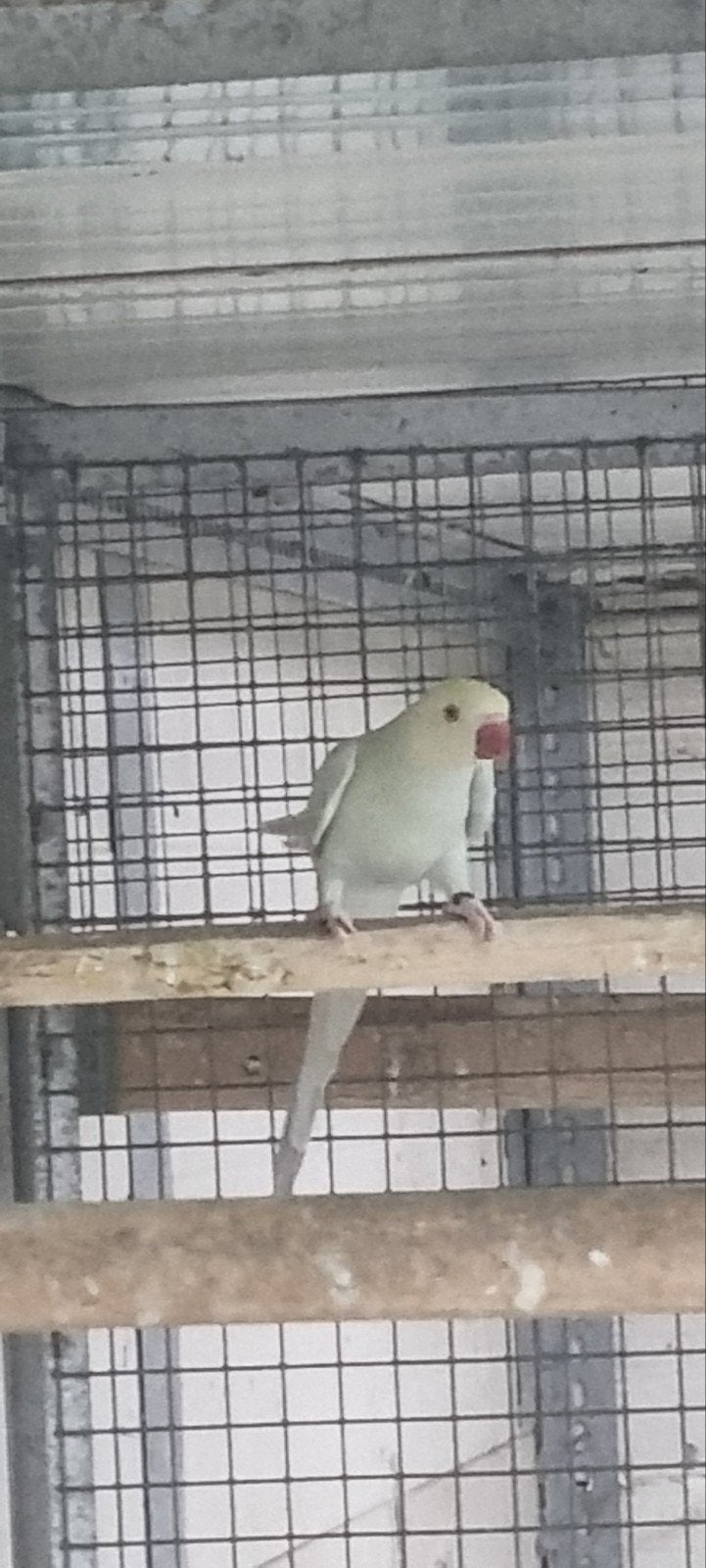 te koop halsbanden van 24, Dieren en Toebehoren, Vogels | Parkieten en Papegaaien, Meerdere dieren, Parkiet