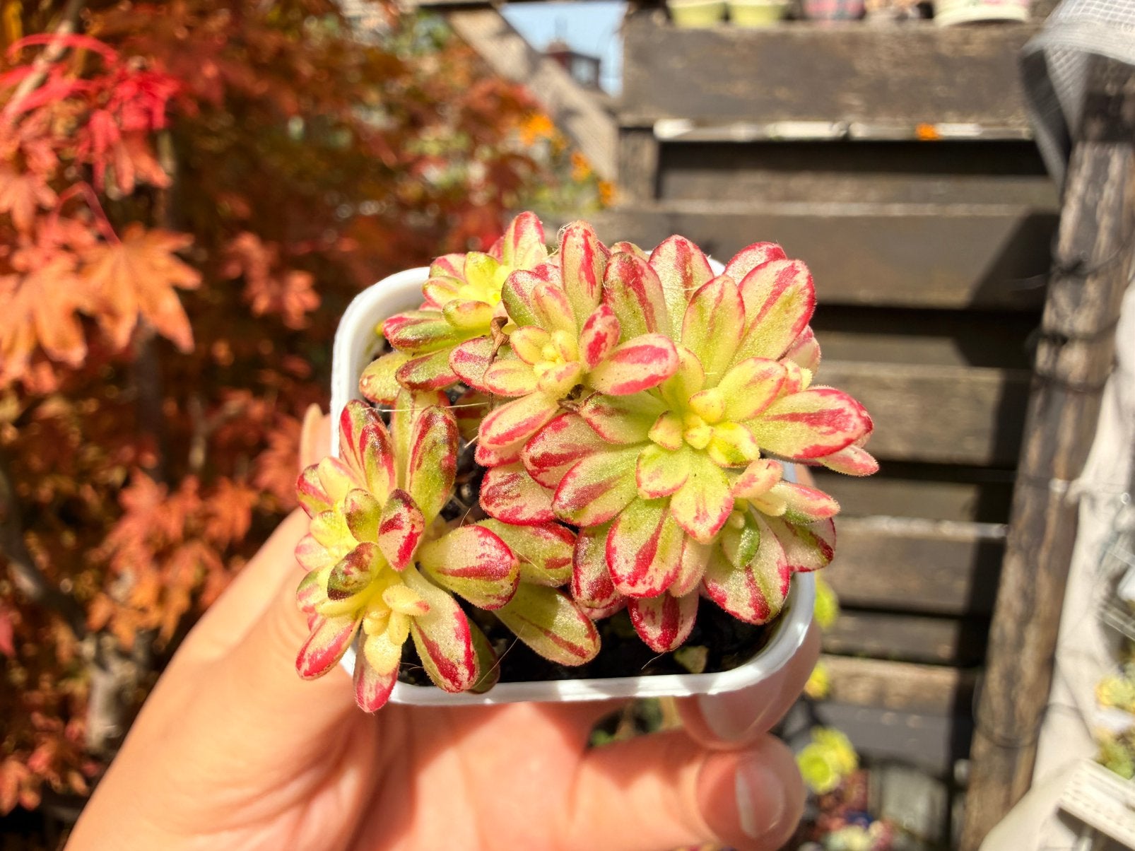 Aeonium x loartei Tavormin variegata/pot 5cm/vetplant, Ophalen of Verzenden, Halfschaduw, Minder dan 100 cm