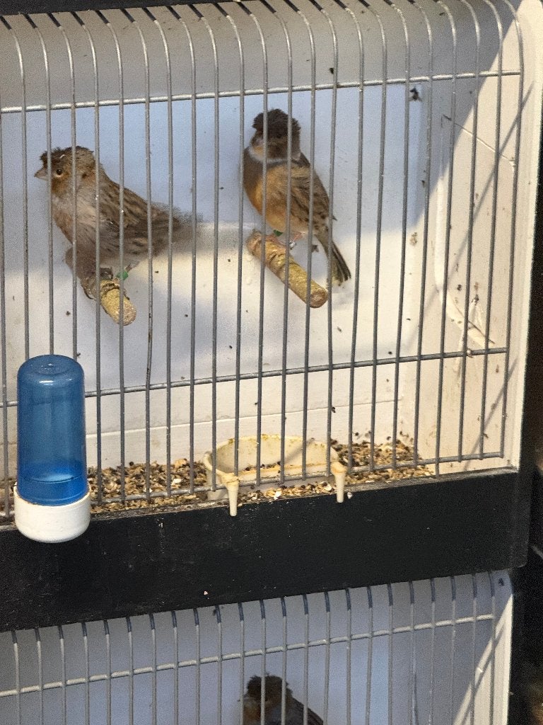Harlekijn met kuif, Dieren en Toebehoren, Vogels | Kanaries, Meerdere dieren, Zangkanarie