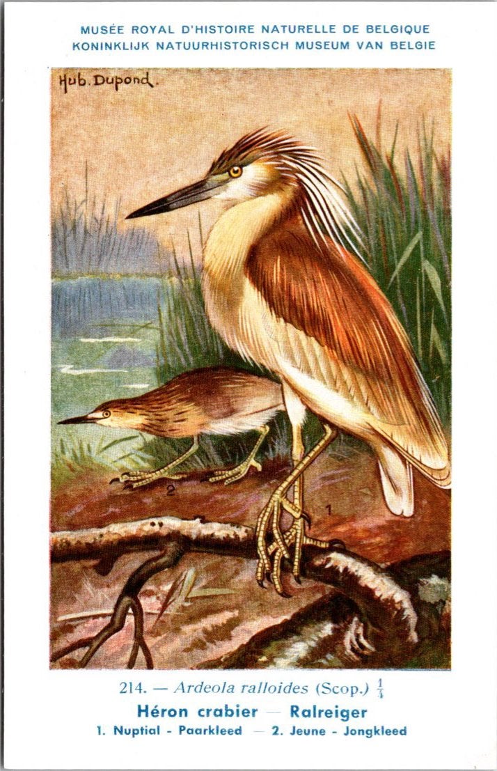 Ralreiger / Squacco Heron – Nº 214 – (KBIN / IRSNB), Verzamelen, Ansichtkaarten | Dieren, Verzenden, 1940 tot 1960, Ongelopen