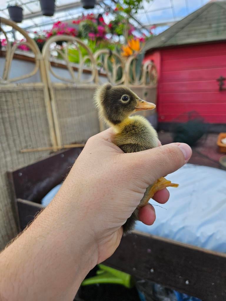 Broedeieren indische loopeenden, Dieren en Toebehoren, Geslacht onbekend, Eend