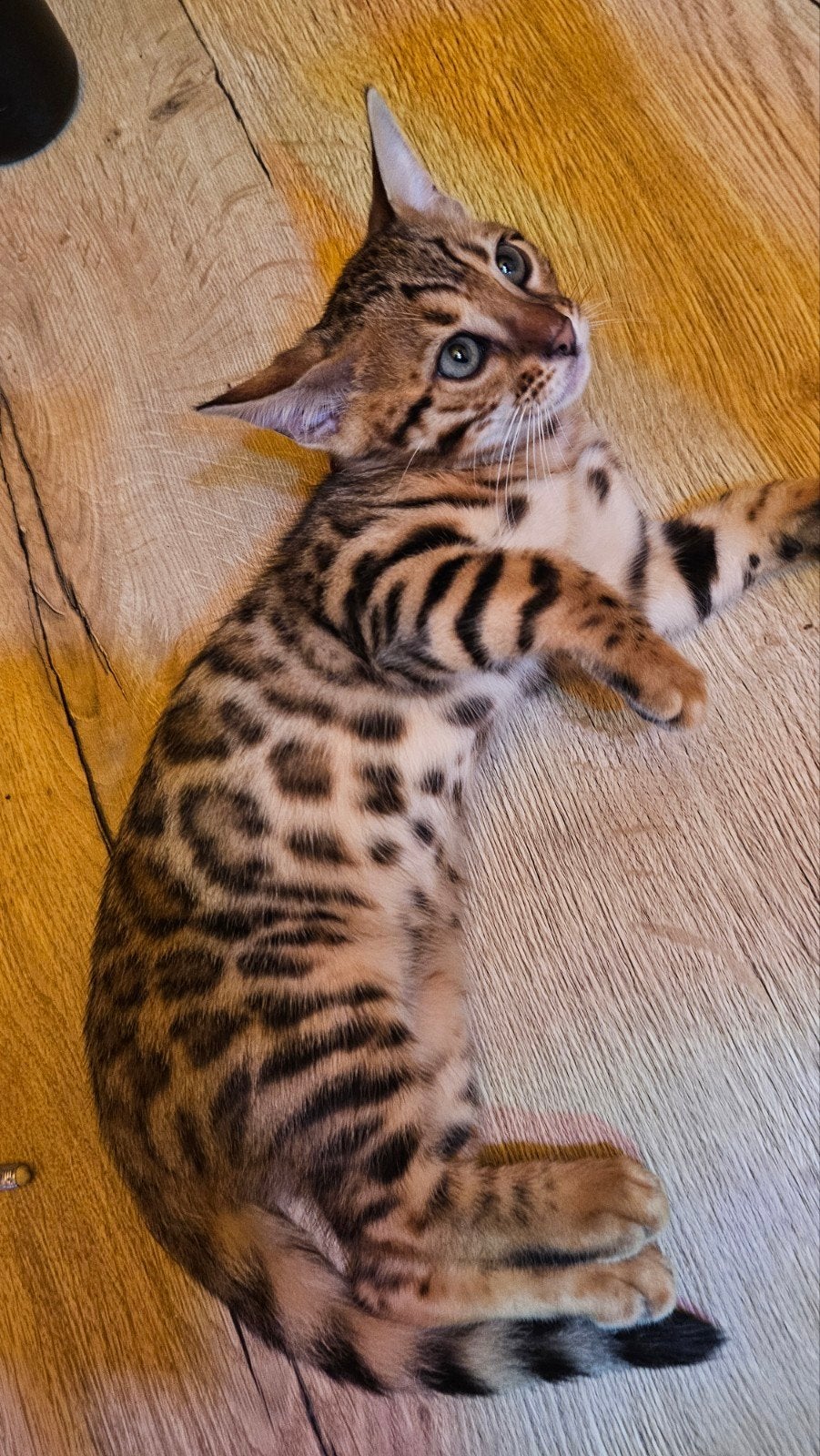 ☆Top ras☆ Bengaalse kitten met stamboom, Meerdere dieren, Met stamboom