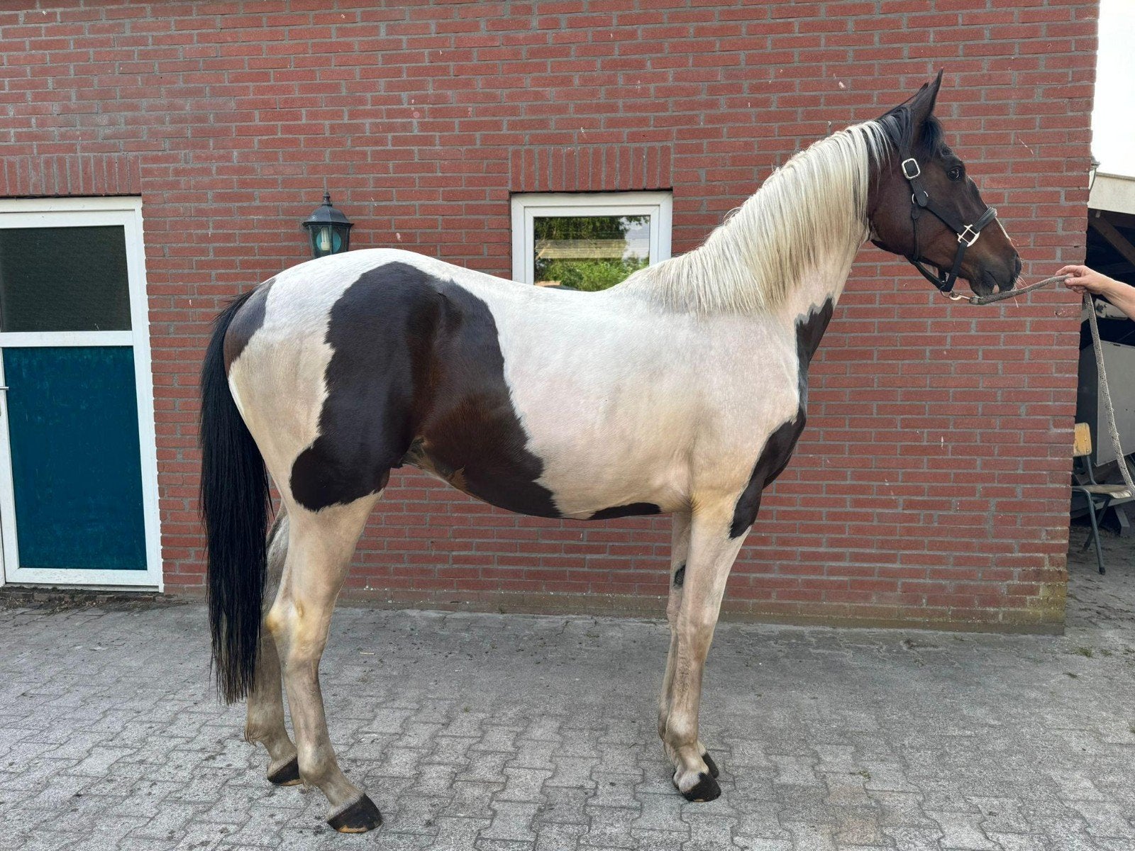 Luxe platenbonte RUIN 2 jaar, Ruin, Dressuurpaard, Met stamboom, 0 tot 2 jaar