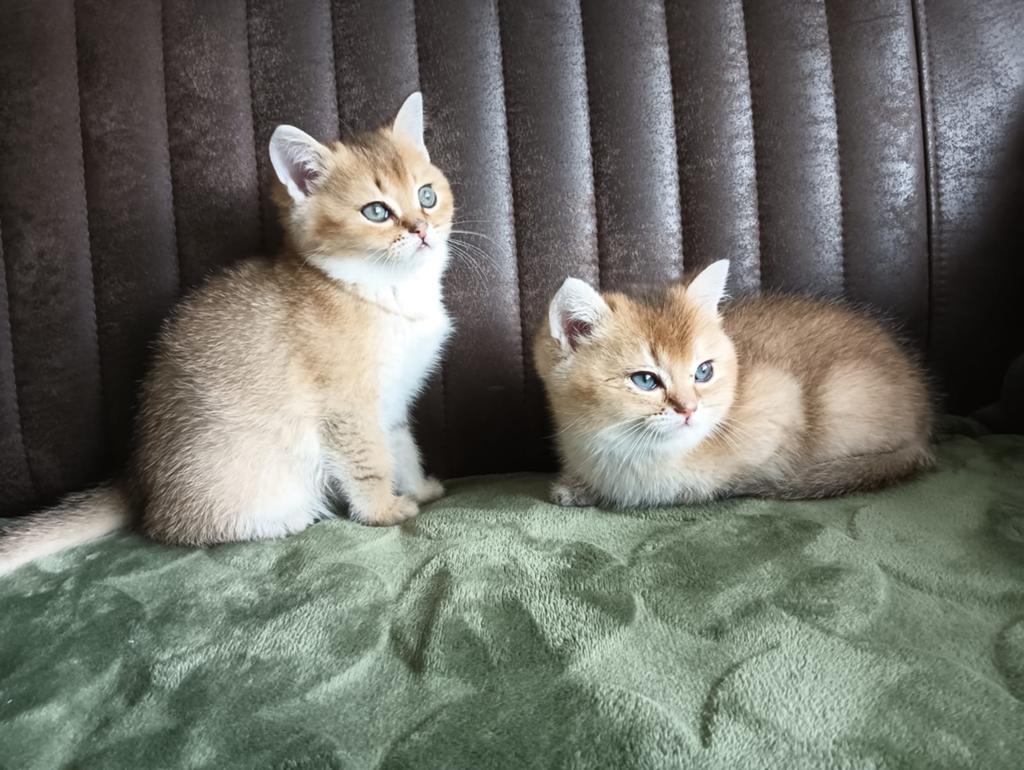Brits/britse korthaar black golden shaded kittens, Kater, Ontwormd, 0 tot 2 jaar