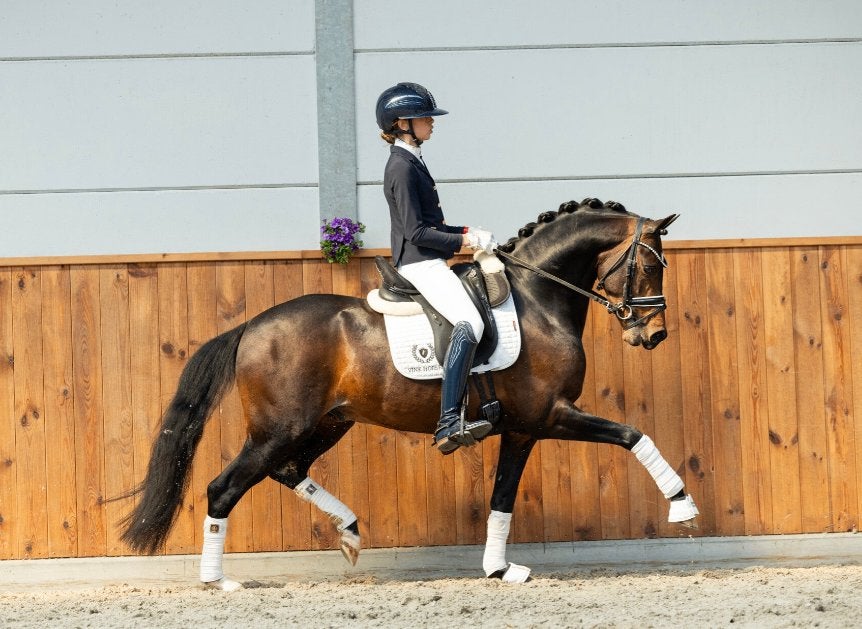 Chique 1e premie WPBR merrie veulen, kleur: bruin - c maat, Dieren en Toebehoren, Merrie, Met stamboom, Dressuurpony, Niet van toepassing