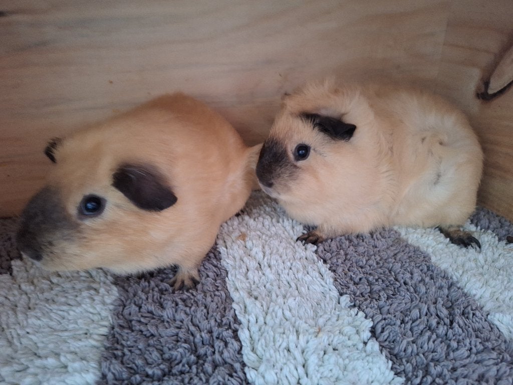 2 lieve, jonge Californian cavia beertjes, Dieren en Toebehoren, Cavia, Februari, Mannelijk, Tam