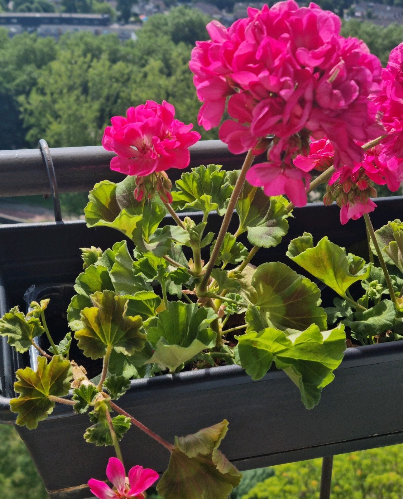 Geranium planten voor balkon of tuin, Tuin en Terras, Overige soorten, Volle zon, Eenjarig, Ophalen of Verzenden